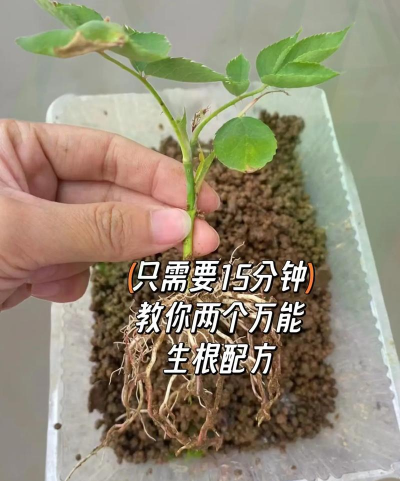 家庭养花用生根粉