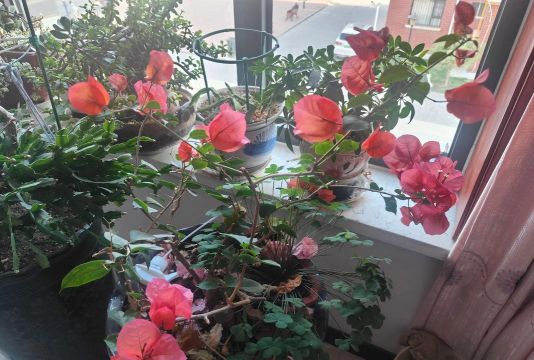 家庭养花用生根粉