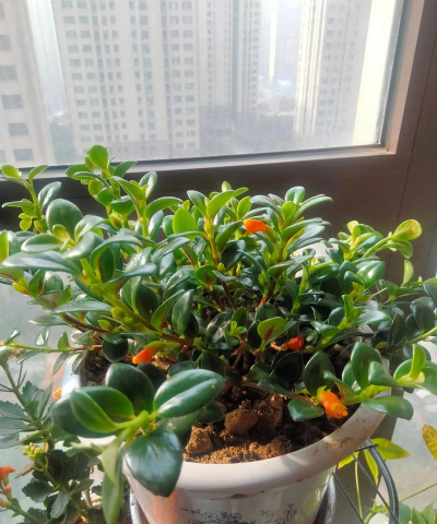 家庭养花用生根粉