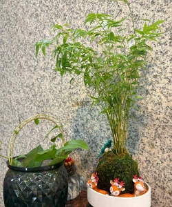 竹叶铺垫花盆养花