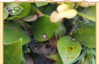 金森女贞病虫害防治方法