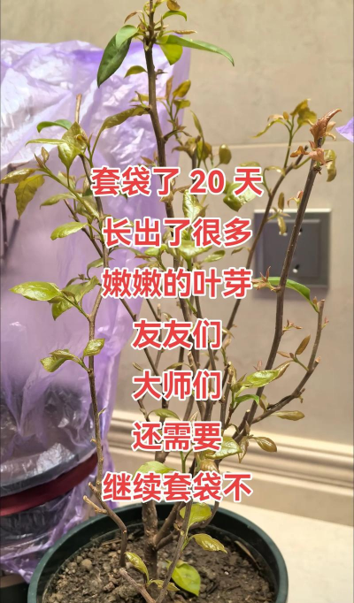 家庭养花用生根粉