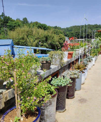 家庭养花用生根粉