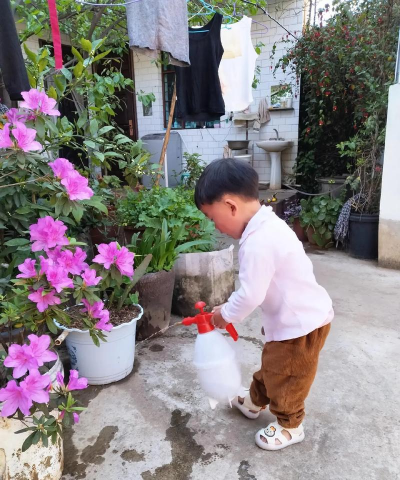 家庭养花用生根粉