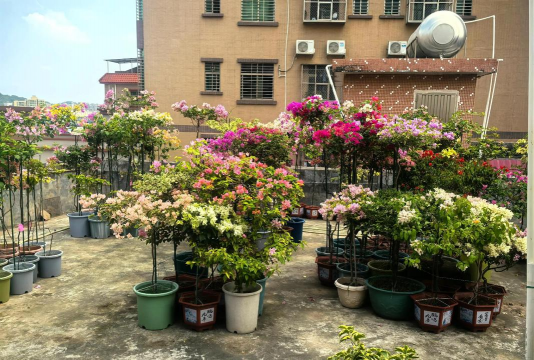 家庭养花用生根粉