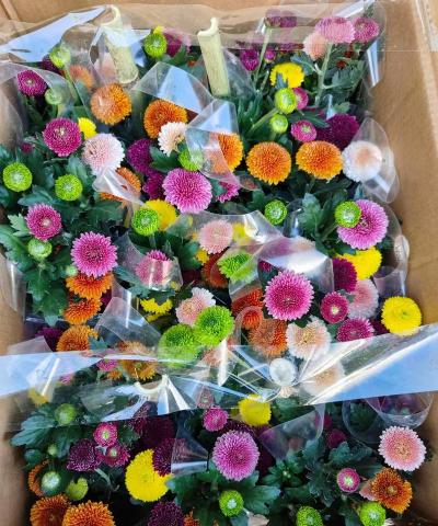 家庭养花用生根粉