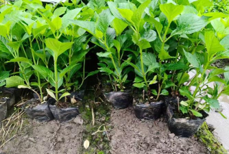 家庭养花用生根粉