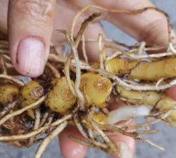 家庭养花用生根粉