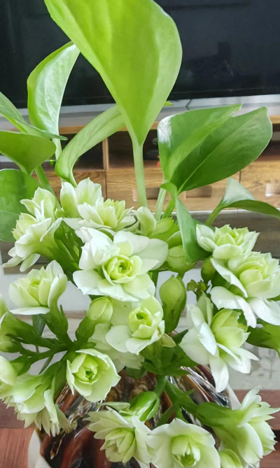 家庭养花用生根粉