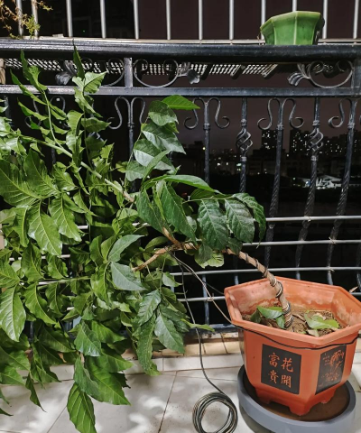 家庭养花用生根粉