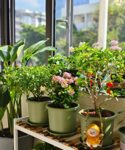 家庭养花用生根粉