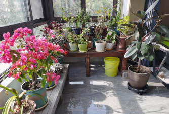 北露台养花文案