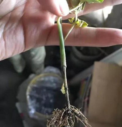 家庭养花用生根粉