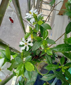 家庭养花用生根粉