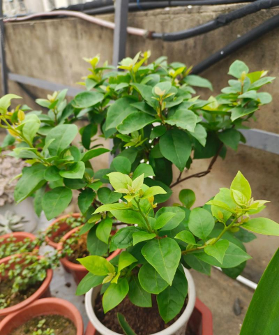 家庭养花用生根粉