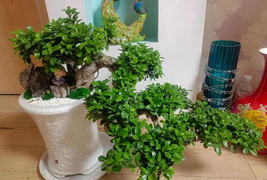 家庭养花用生根粉