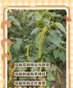 乌桕是什么花
