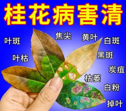 桂花紫纹羽病的防治方法 桂花紫纹羽病的防治方法