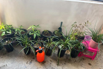 家庭养花用生根粉