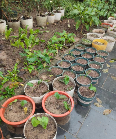 家庭养花用生根粉