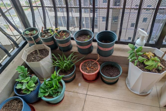 家庭养花用生根粉