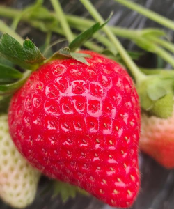 什么草莓夏季结果