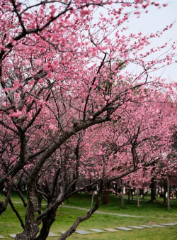 梅花是什么地区