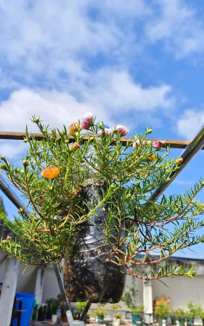 家庭养花用生根粉