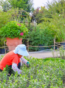 家庭养花用生根粉
