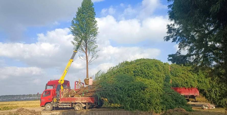 中山杉大树的移栽技术