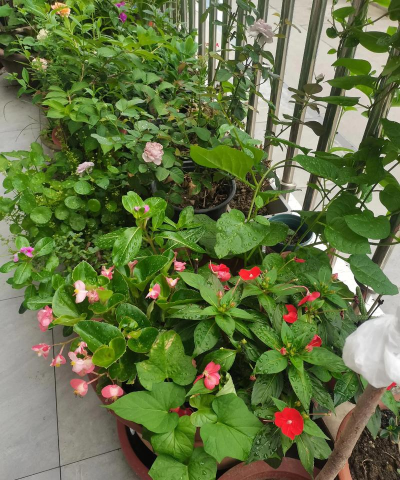 家庭养花用生根粉