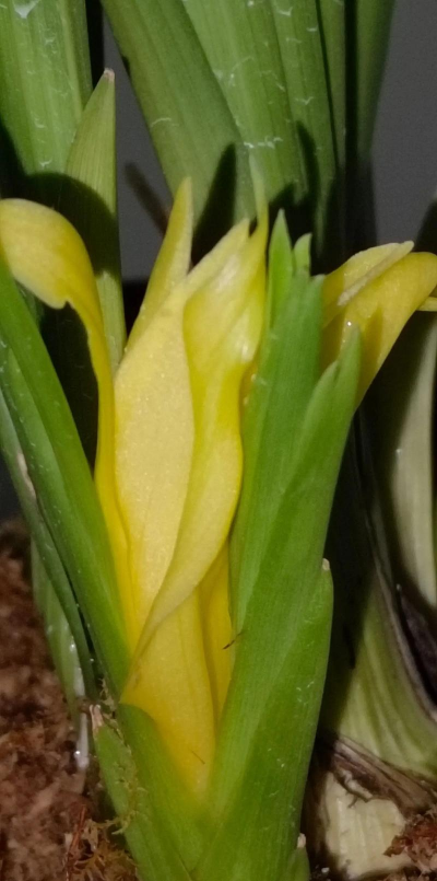 杉木不能养花吗