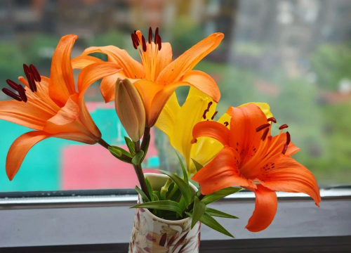 家庭养花用生根粉