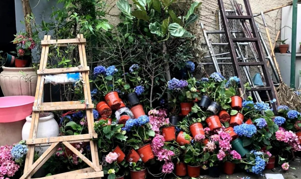 家庭养花用生根粉