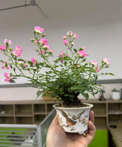 家庭养花用生根粉