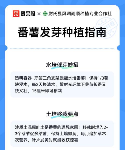 如何种植番薯发芽