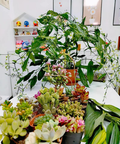 家庭养花用生根粉