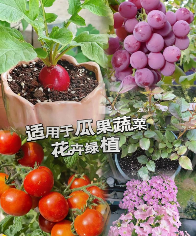 家庭养花用生根粉