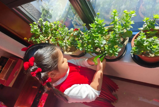 家庭养花用生根粉