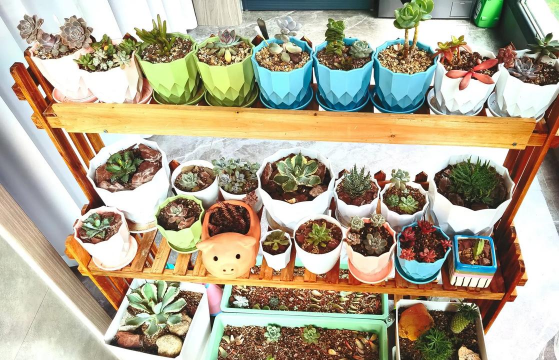 家庭养花用生根粉