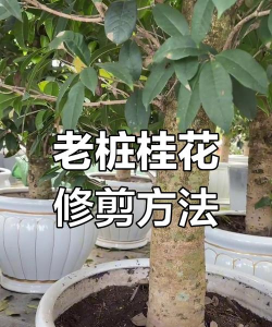 如何矮化桂花树