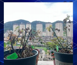 家庭养花用生根粉