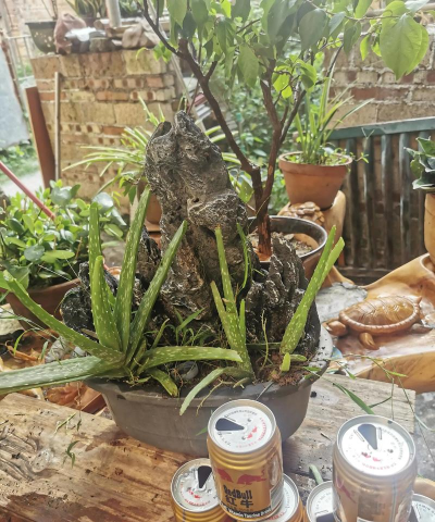 家庭养花用生根粉