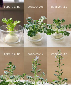 家庭养花用生根粉