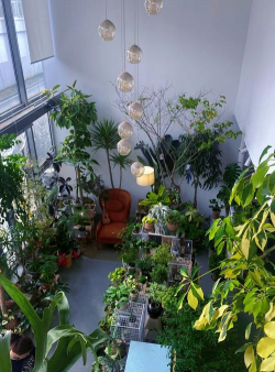 家庭养花用生根粉