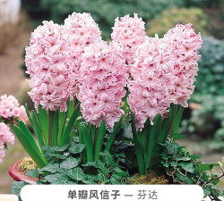 芬达养花比例 芬达养花比例