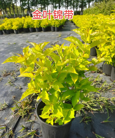 金叶有什么植物