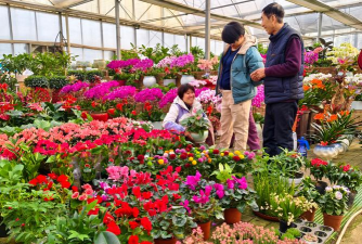 家庭养花用生根粉