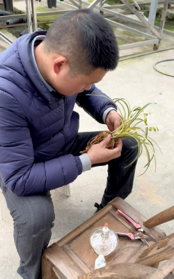 养花耐得住性子