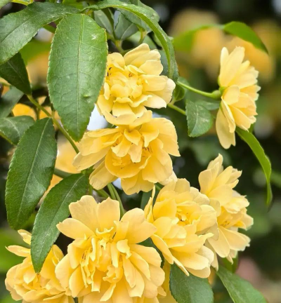 养花达人木香花